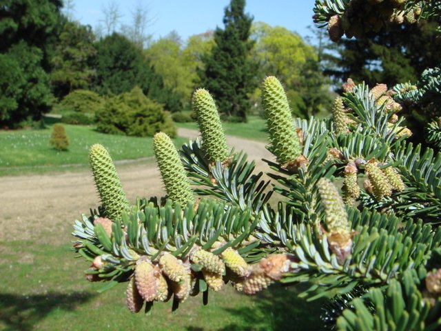 Abies koreana cones